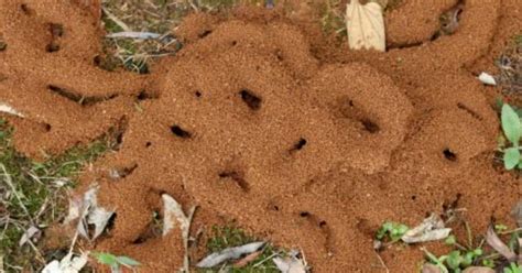 三角房子 螞蟻窩怎麼找